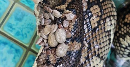 "OVO NIKADA U ŽIVOTU NISAM VIDIO": Pronašli su pitona ispred kuće, KAD SU VIDJELI KAKO IZGLEDA ZGROZILI SU SE (VIDEO)