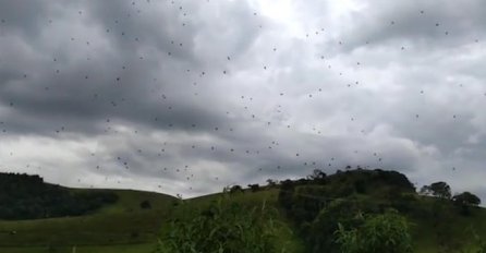 NIKO NE SMIJE IZAĆI IZ KUĆE, OVA STVORENJA PADAJU SA NEBA: Pogledajte zastrašujući snimak (VIDEO)