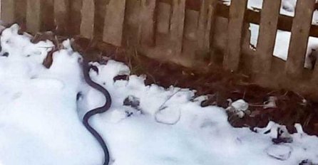 VELIKA ZMIJA IZAŠLA NA SNIJEG, MJEŠTANI ZAPREPAŠTENI: Ni najstariji ne pamte ovako nešto (FOTO) 