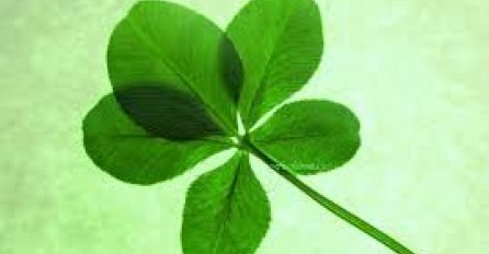 DJETELINA SA ČETIRI LISTA DONOSI SREĆU: A niko vam nije rekao šta će biti ako pronađete onu sa 5 LISTOVA