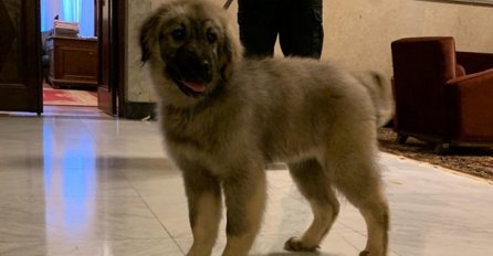 IME OD ČETIRI SLOVA, A VELIKA SIMBOLIKA: Morate da čujete kako se zove pas kojeg će Vučić pokloniti Putinu 