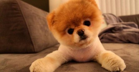 TUŽNE VIJESTI: Napustio nas je Boo, pas koji je imao 16 miliona fanova na socijalnim mrežama