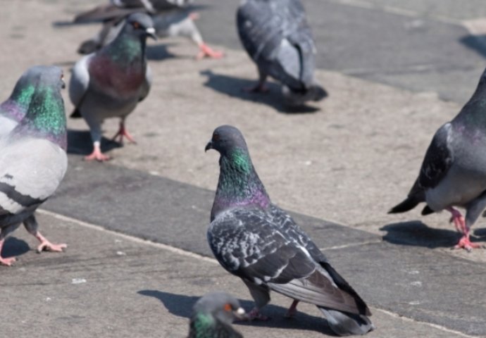 Dvoje mrtvih u Škotskoj, zarazili se od golubljeg izmeta
