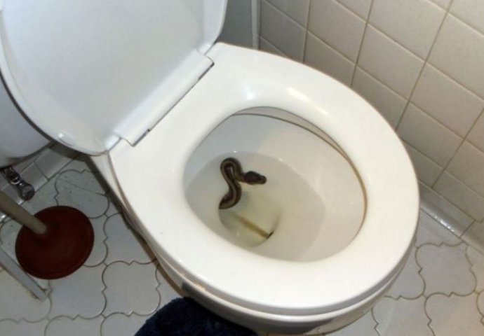 NIMALNO PRIJATNO IZNENAĐENJE: Muškarac zatekao zmiju u wc školjci u svom kupatilu