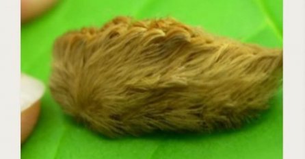 HTJELA JE DA DODIRNE OVO STVORENJE: A onda je shvatila šta je to, NIKADA nemojte ovo da dirate! 