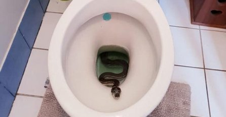 PROBUDIO SE U TOKU NOĆI I KRENUO DO TOALETA: Onda je u wc šolji ugledao PITONA  (FOTO) 