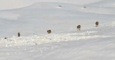 PRIZOR KOJI ODUZIMA DAH: Čopor vukova u zimskoj idili Glamoča