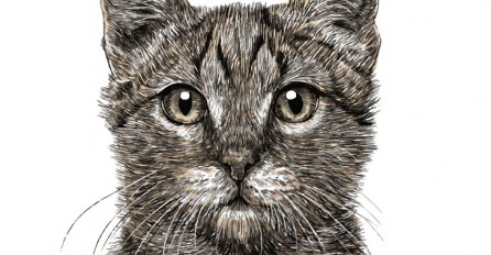 POUČNA PRIČA: Dječak i mačići