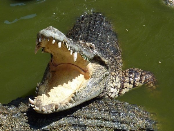 17081-krokodil