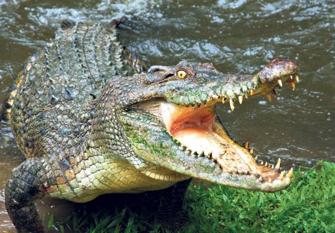 STRAŠAN PRIZOR: Naučnicu u Indoneziji pojeo krokodil dok ga je hranila!