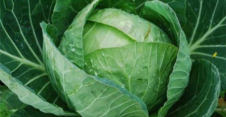 PRIČA: Starica  i kupus