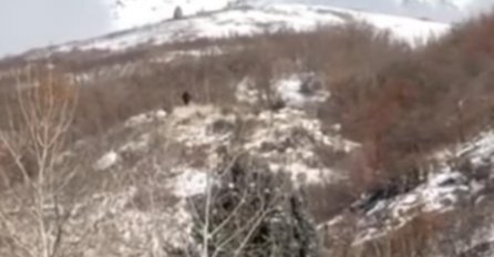 KAMEROM SNIMIO OGROMNO BIĆE NA PLANINI: Mislio sam da je neki čovjek, ali kada sam zumirao... 