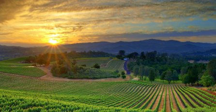 Hercegovački vinogradari zadovoljni berbom, međutim problem je manjak radne snage