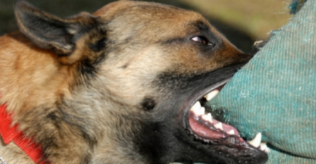 STRAVA I UŽAS KOD PALA: Umrla žena od ugriza psa