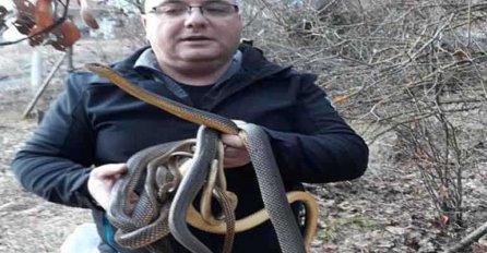 NAJEZDA ZMIJA ZASTRAŠILA STANOVNIKE: Otkriven bunar pun džinovskih smukova, evo šta to znači (VIDEO) 