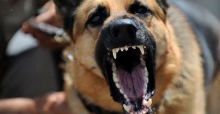 Krvnički je ujedao po glavi i tijelu: Detalji tragedije u kojoj je ženu do smrti izgrizao njen pas