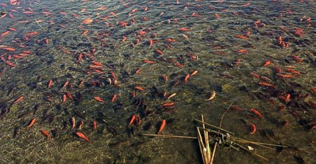 U OVO JEZERO SU STAVILI NEKOLIKO ZLATNIH RIBICA: Kada su došli nakon 3 godine ostali su bez teksta 