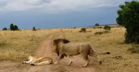 LAV SE PRIŠUNJAO USNULOJ LAVICI I GRICNUO JE ZA STRAŽNJICU: Zbog njene reakcije POŽALIO JE ŠTO SE RODIO (VIDEO)