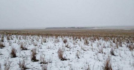 KOLIKO OVACA IMA NA SLICI? Samo 2% ljudi će reći tačan broj! 