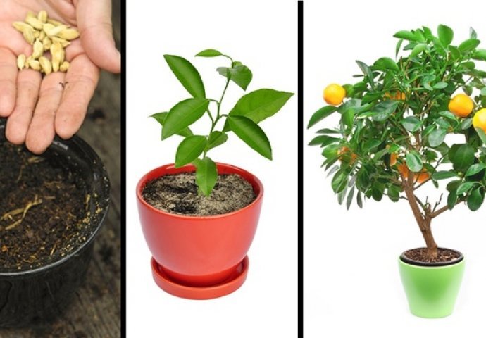 KAD POJEDETE OVO VOĆE, KOŠPICE NIKAKO NE BACAJTE NEGO IH POSADITE: Ove voćke mogu rasti u saksiji i dvorištu