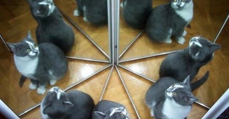 OPTIČKA VARKA KOJA JE MNOGE ZALUDJELA, KOLIKO SE MAČAKA NALAZI NA SLICI? Skoro niko ne da tačan odgovor 