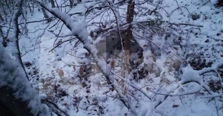 OVO JE SKLONIŠTE U KOJEM SU DANAS PRONAŠLI GAČIĆA U ŠUMI: Evo na čemu je ležao cijelo vrijeme! (FOTO)