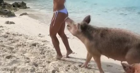 MANEKENKA POZIRALA U BIKINIJU NA PLAŽI, ALI NIJE VIDJELA DA JOJ JE SVINJA PRIBLIŽAVA: Ovakva blamaža se ne pamti (VIDEO)