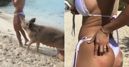 Manekenka pozirala na plaži sa svinjama, nije prošlo dobro (VIDEO) 