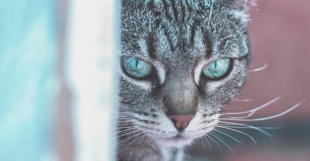 Šta znači ako ste sanjali mačku?