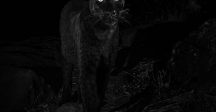 PRVI PUT U 100 GODINA: Rijetko viđena zvijer uhvaćena kamerom, VELIČANSTVENA JE (FOTO)