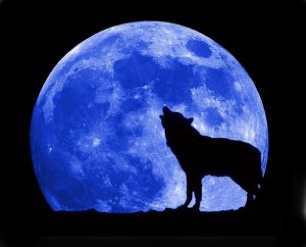blue-moon-wolf-full-300x242