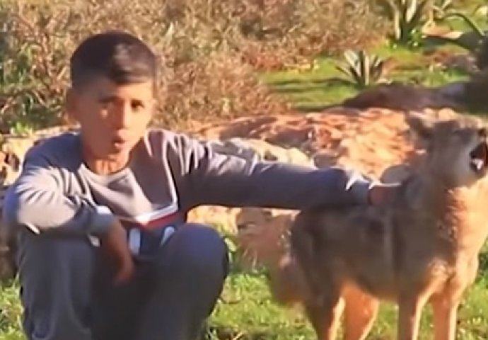 HRABRI DJEČAK IZ LIBIJE: Pripitomio vuka sa kojim sada čuva ovce (VIDEO) 
