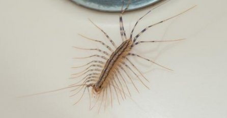 AKO UGLEDATE OVU STONOGU NA ZIDU, NI SLUČAJNO JE NE UBIJAJTE: Pročitajte ovo upozorenje dok nije kasno!