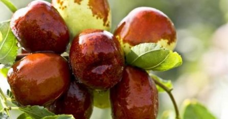 Dnevnica u voćnjaku i do 120 KM