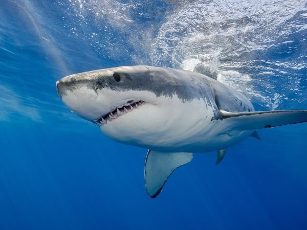 images-2019-02-velika-bela-ajkula-aps-138231438