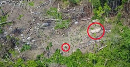 UZEO JE DRON I SNIMIO NESTVARAN PRIZOR U PRAŠUMI: Niko nije znao da ONI POSTOJE, spremite se na iznenađenje (VIDEO)