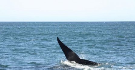 UBICA JOJ PONUDIO SVOJ RUČAK I OTIŠAO: Nevjerovatan snimak sa dna mora koji morate pogledati