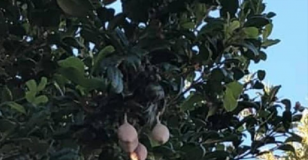 MAJKA IZNENAĐENA PRIZOROM KOJI JE ZATEKLA U SUSJEDOVOM DVORIŠTU: Šta to visi sa drveta? (FOTO)