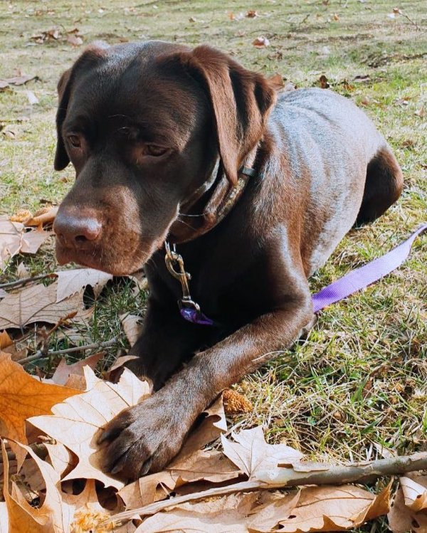 51644531-2113978582247595-4203027020521198773-n