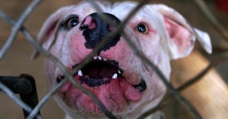 STRAVA I UŽAS U SRBIJI: Pas izujedao dvije žene, jedna preminula na licu mjesta, drugoj se bore za život