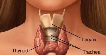 ŠTITNA ŽLIJEZDA NAJVIŠE STRADA ZBOG JEDNE STVARI: Svi zaboravljamo da je to osnovni uzrok bolesti, upozoravaju stručnjaci