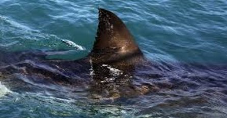 MJEŠTANI IZNENAĐENI! U ribarsku mrežu ulovili morskog psa dugog 8 metara