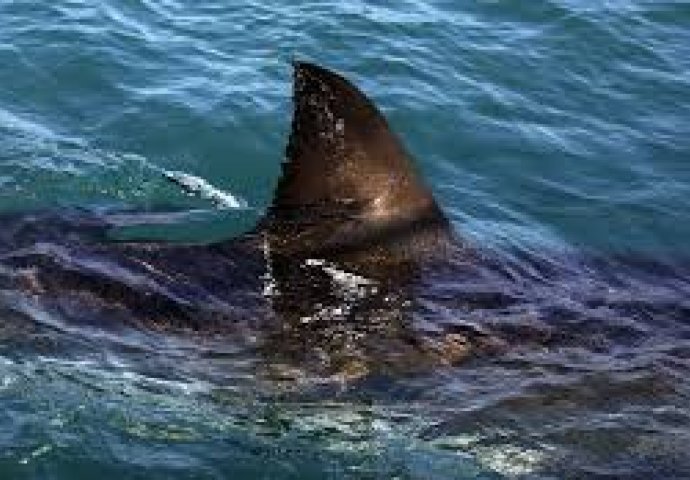 MJEŠTANI IZNENAĐENI! U ribarsku mrežu ulovili morskog psa dugog 8 metara