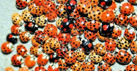  IMATE BUBAMARE U KUĆI: Neće vam biti dobro kad ovo saznate!