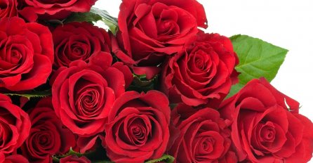 NIKAKO NE POKLANJAJTE ŽENAMA OVO CVIJEĆE ZA 8. MART! Budite oprezni: Mislit će da želite da je ostavite!