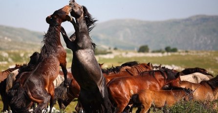 BIH ZVANIČNO POČELA IZVOZITI KONJE U EVROPSKU UNIJU
