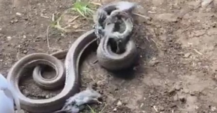 OVO JOŠ NISTE VIDJELI: Zmija se spremala pojesti štakora, A ONDA SE POJAVILA JOŠ VEĆA ZMIJA (VIDEO)