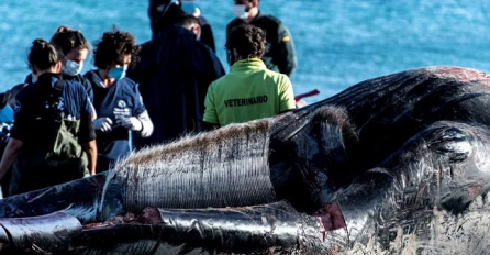 HOROR: Stotinu ljudi povrijeđeno u sudaru trajekta s kitom