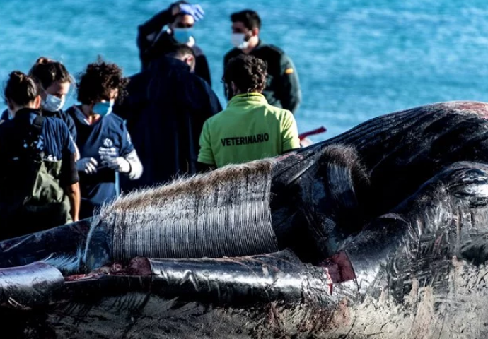 HOROR: Stotinu ljudi povrijeđeno u sudaru trajekta s kitom