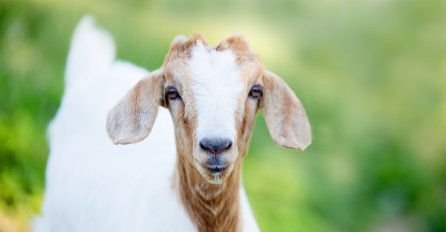 I OVO JE MOGUĆE: Amerikanci za gradonačelnika izabrali kozu